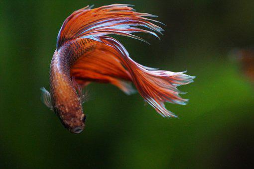 Betta bojovnice